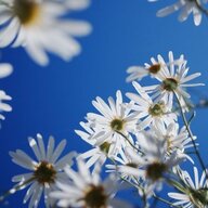 MyDaisy9999