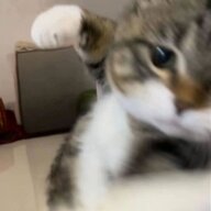 buon_ngu_gap_chieu_manh