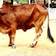 Cặp Giò Thảo Bình