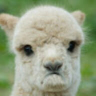 Llamasad