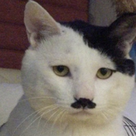 Meowdolf Kitler
