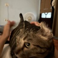 Ghghghgh1