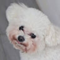 quangpppascal