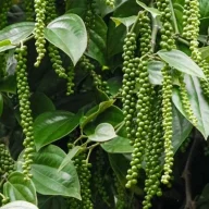 Siêu nhân điện quang