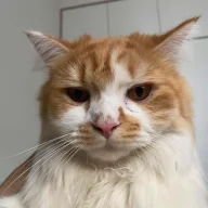 MewMeo