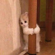 Koppp-