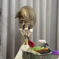 Lời nói lá rơi
