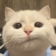 Xiongg