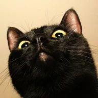 black_cat_00