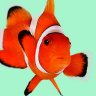 SmallFish
