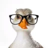 MrDduckK