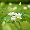 ftzlotus