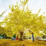 duong_ngoc
