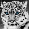 snow.leopard