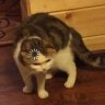 ThanMeowww