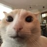 cungnguyenb3