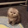 chiuchiu@t
