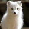 WhiteFox
