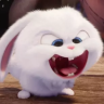 Thỏ Cony