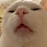 Bexinhlonton