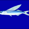 Cá Nhoái xương xanh