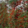 Gojiberry