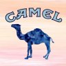 Mr. Camel
