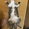 Longlonn