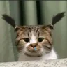 casloi