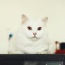 BeemoPet