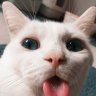 littleShiba21