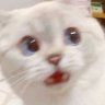 davu3027