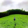 hieu_cansa