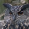 bubo116116