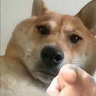 Thưởng zZ