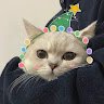 NamCutee