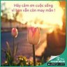 manhnasco