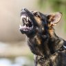 North flag dog