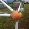 Carrot264