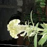 nammaibao