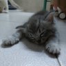 God of cat