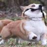 Chipheo-thino