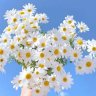 Yellow Flowers