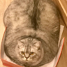 ConCatBeo