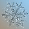 snowee