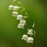 Lily of the valley