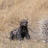 bobumbia