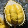 leson durian one-member