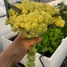 carangems