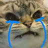noicelol